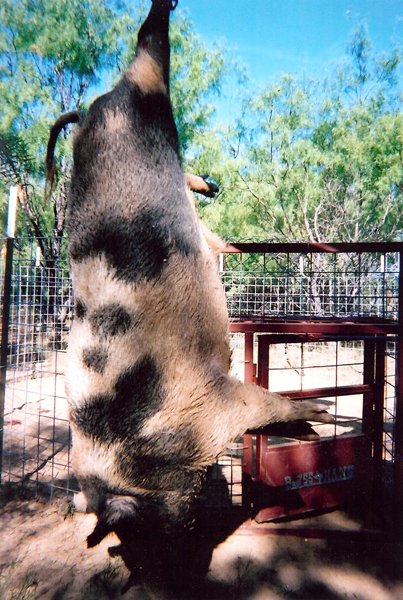 hawgtraps