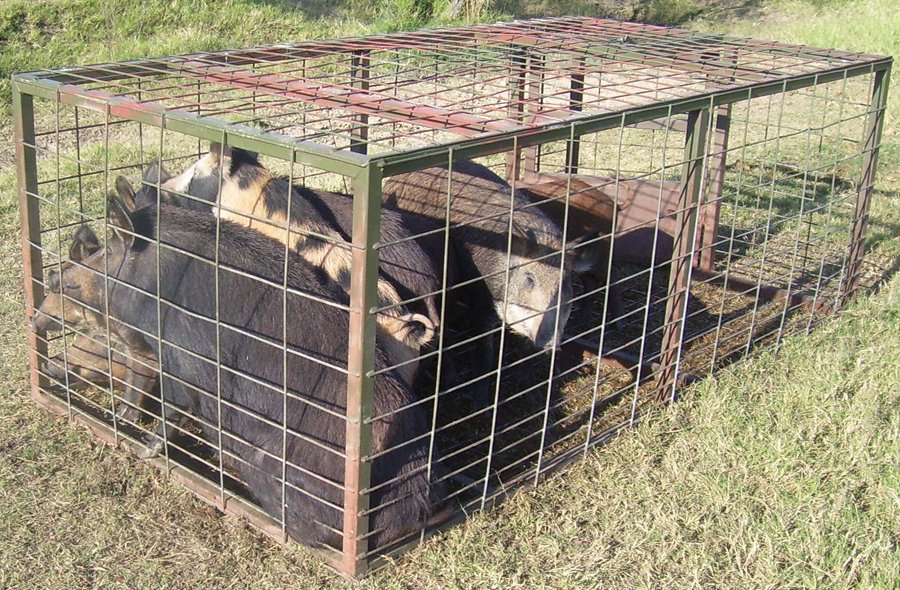 fullload TRAP hawgtraps