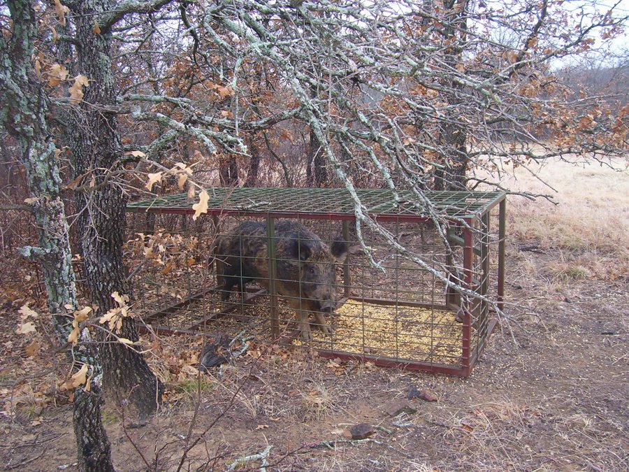 COMMERCIAL QUALITY HOG TRAPS