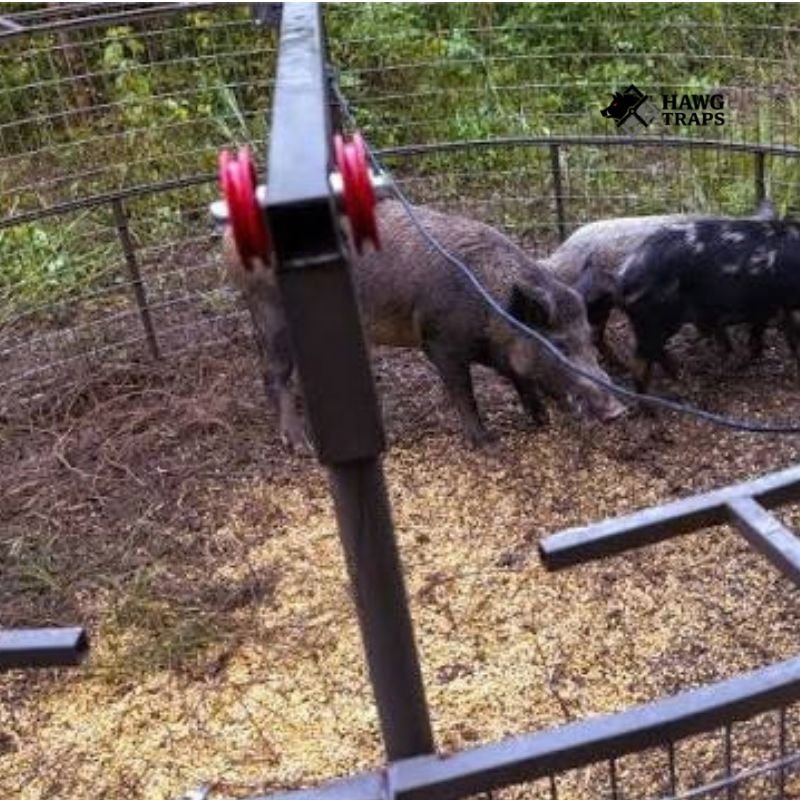 Hog trap Cost 