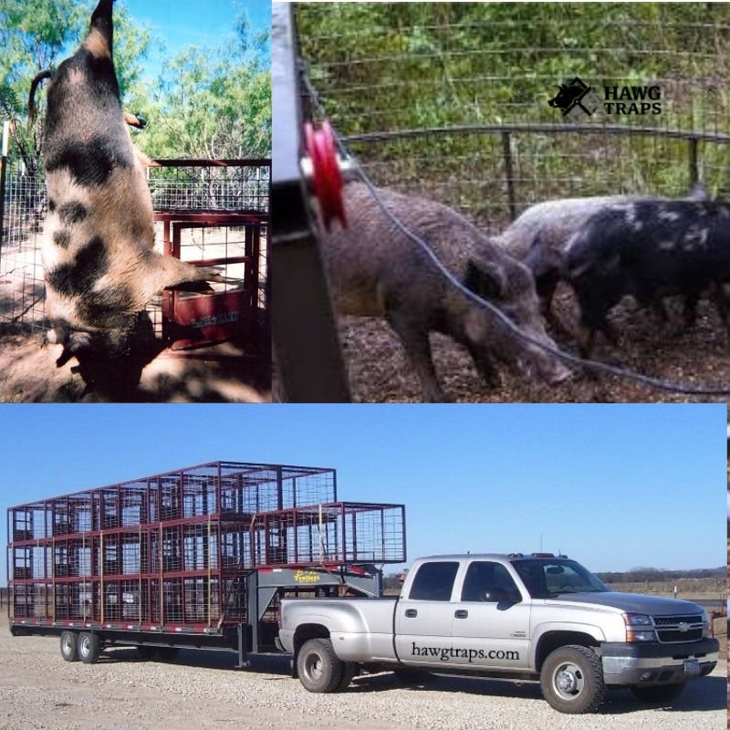 Best Hog Traps
