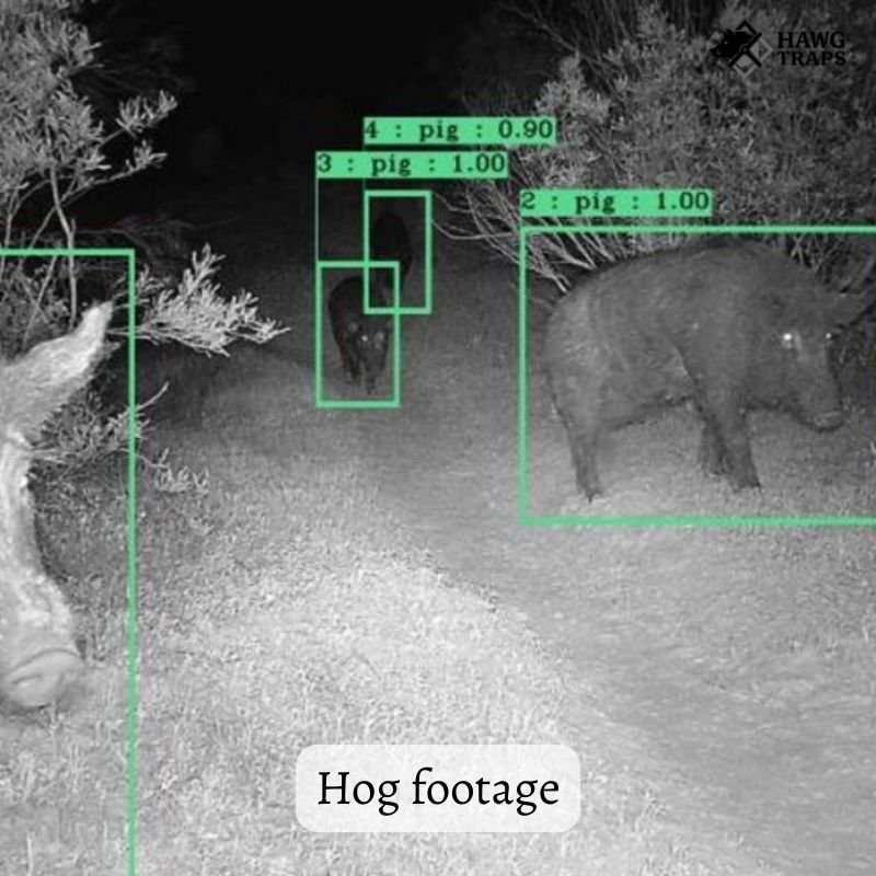 Feral Hog Control