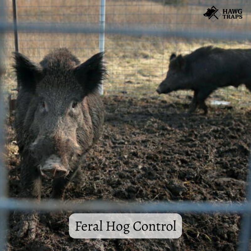 Feral Hog Control