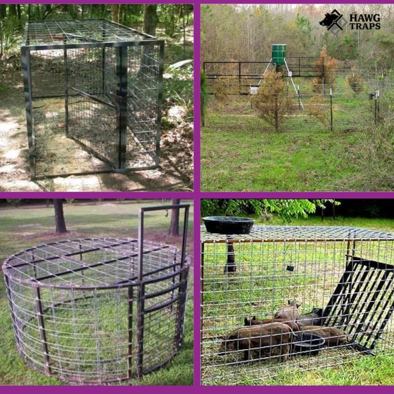 Best hog traps