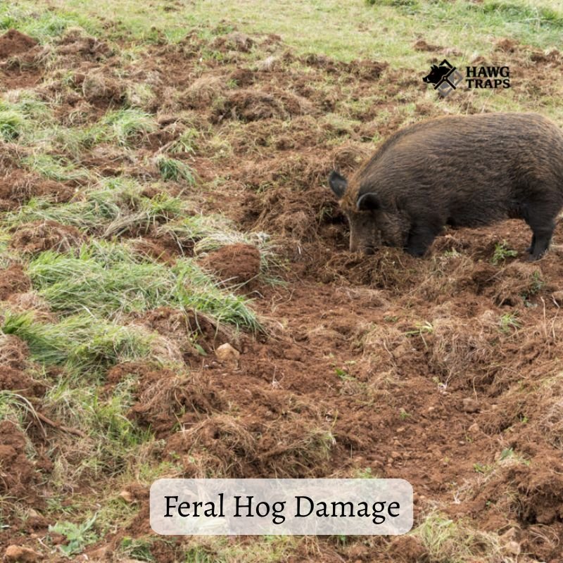 Feral Hog Damage