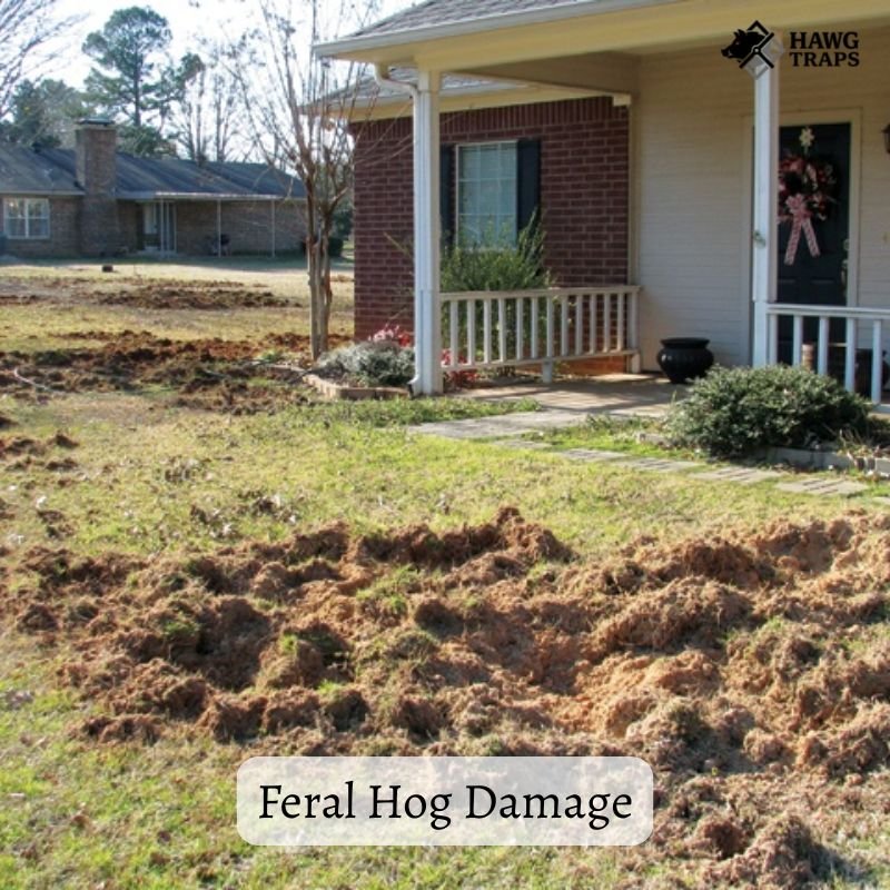 Feral Hog Damage