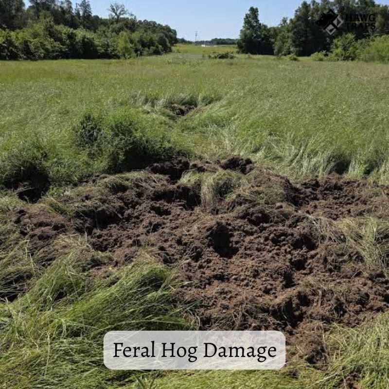 Feral Hog Damage