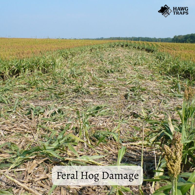 Feral Hog Damage