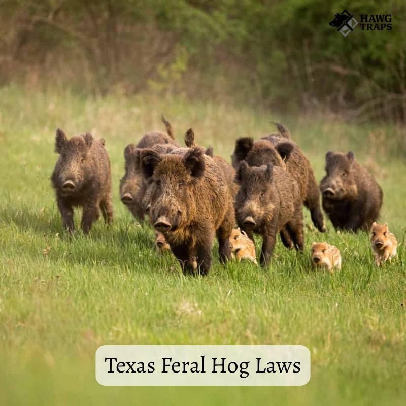 Texas Feral Hog Laws