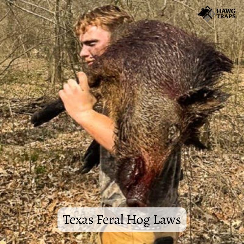Texas Feral Hog Laws