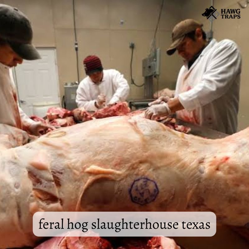 Texas Feral Hog Laws