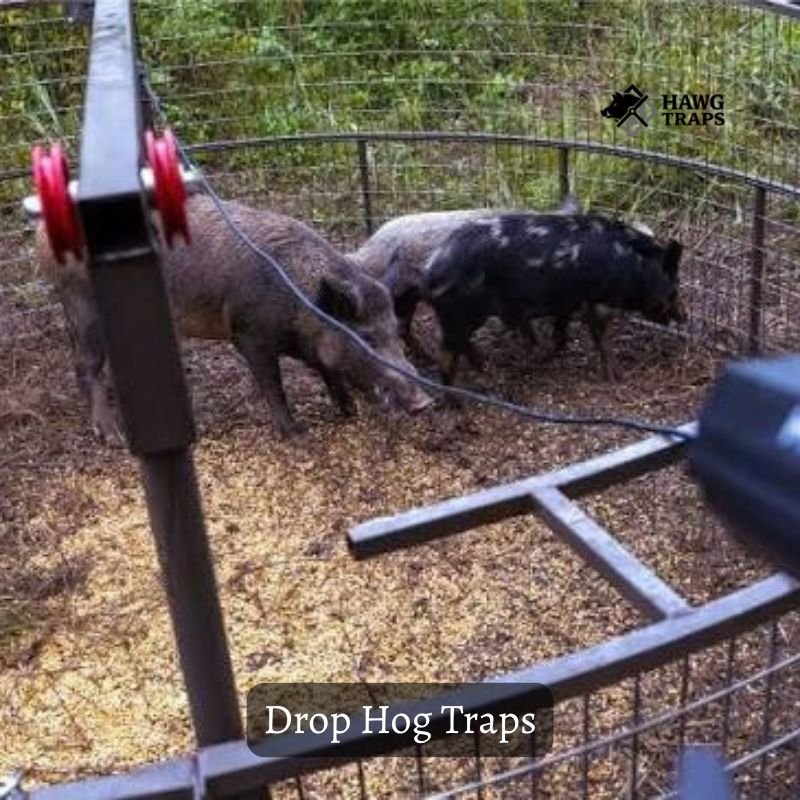 Drop Hog Traps