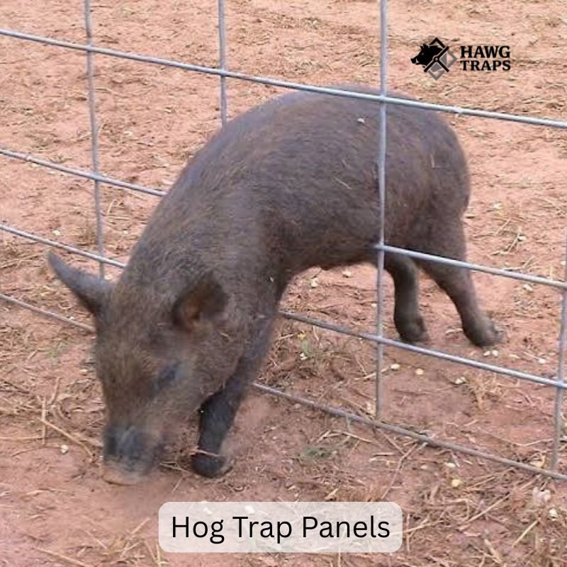 Hog Trap Panels