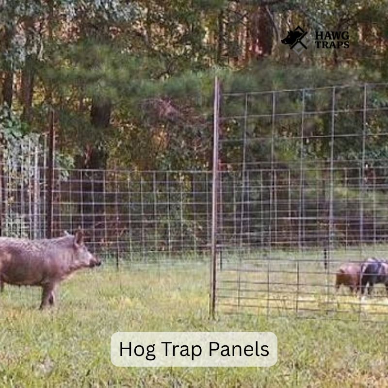 Hog Trap Panels