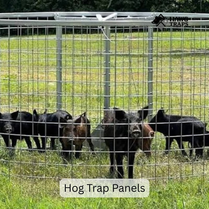 Hog Trap Panels