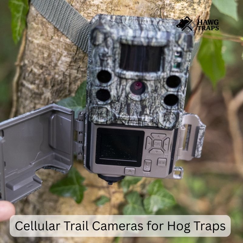 Cellular Trail Cameras for Hog Traps