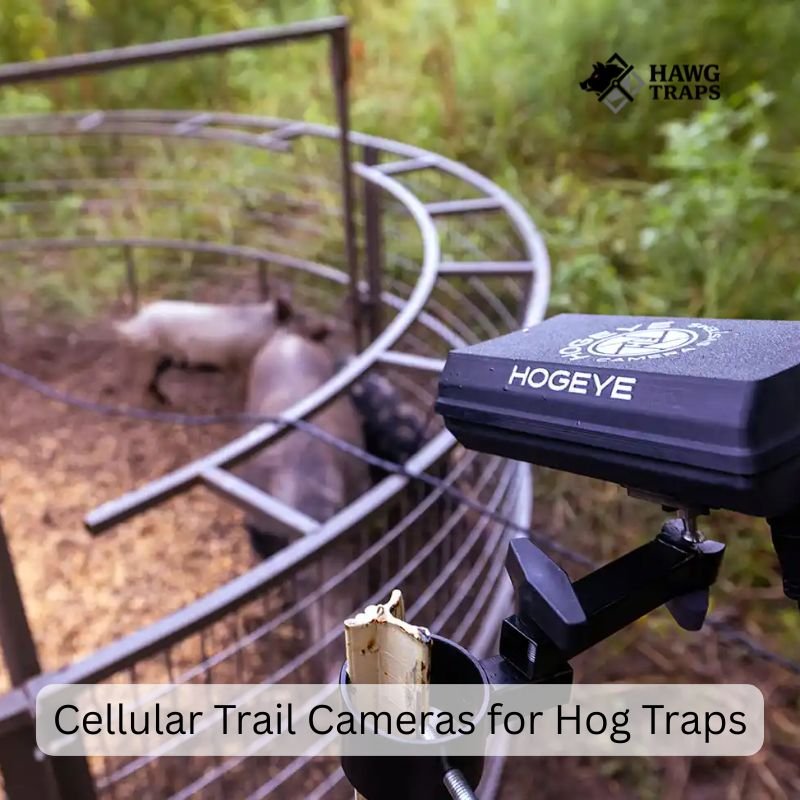 Cellular Trail Cameras for Hog Traps