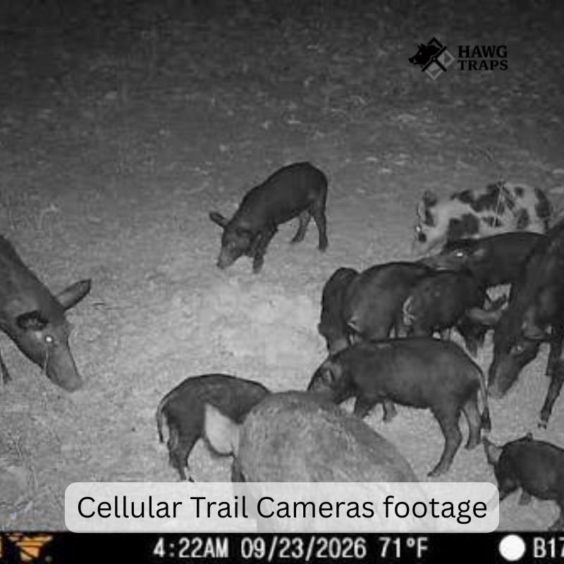 Cellular Trail Cameras for Hog Traps
