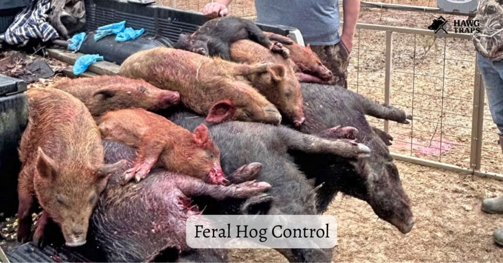 Feral Hog Control