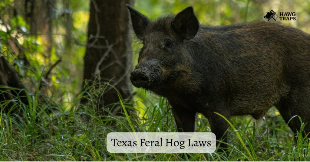 Texas Feral Hog Laws