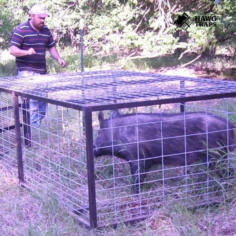 hog in pen trap