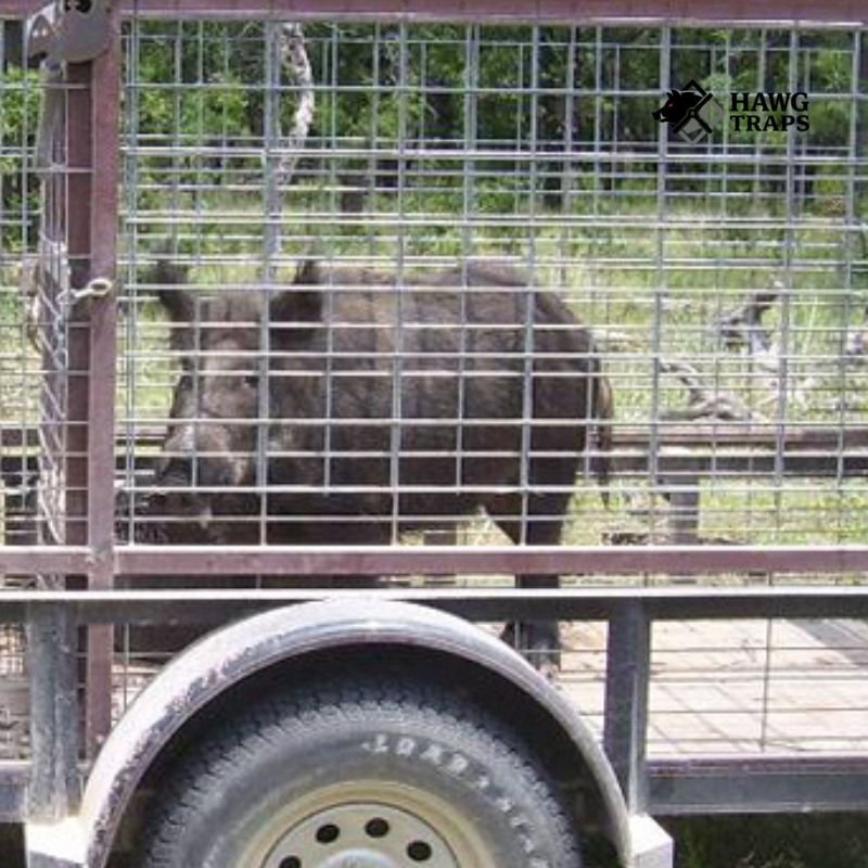 hogs trap pro pen