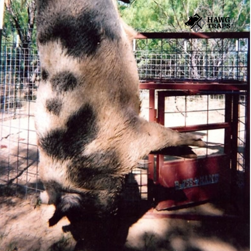 Large hog caught.