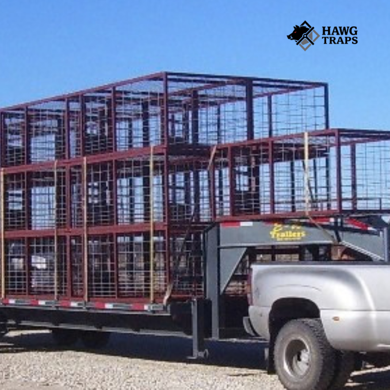 hog trap designs